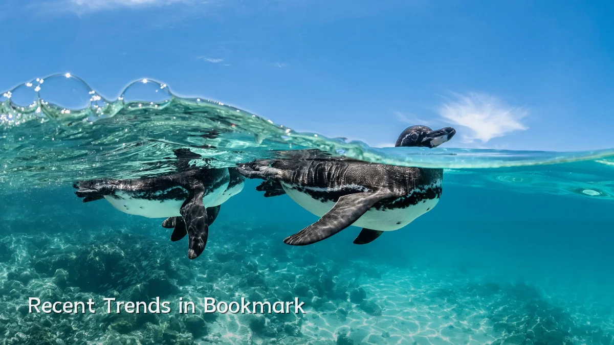 Recent Trends in Bookmark