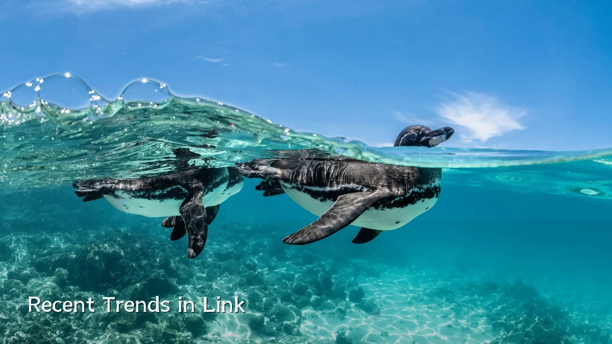 Recent Trends in Link